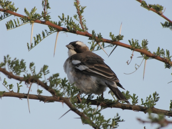 Plocepasser mahali
White-browed Sparrow-weaver (Eng) Mahali-wever (Ned) Koringvoël (Afr) 
Trefwoorden: Bird;Passeriformes;Passeridae