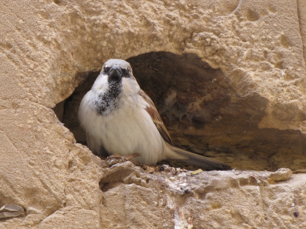 Passer; P. domesticus
House Sparrow (Eng) Huismus (Ned) Huismossie (Afr) - male
Trefwoorden: Bird;Passeriformes;Passeridae