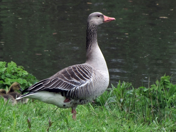 Anser anser
Greylag Goose (Eng) Grauwe Gans (Ned) Graugans (Ger)
Trefwoorden: Bird;Anseriformes;Anatidae