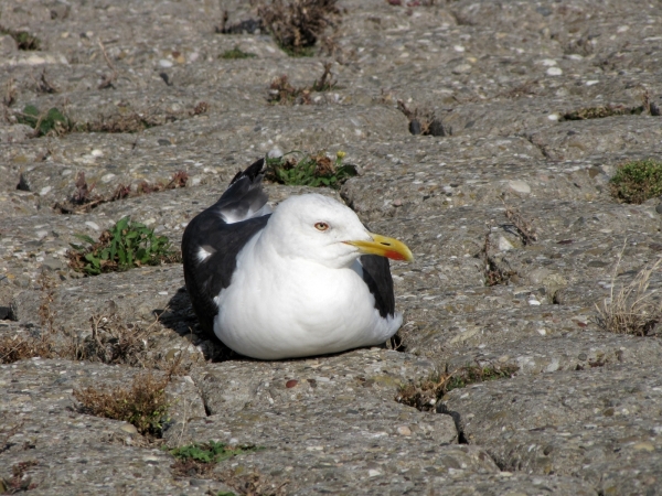 Larus fuscus
Lesser Black-backed Gull (Eng) Kleine Mantelmeeuw (Ned) Heringsmöwe (Ger)
Trefwoorden: Bird;Charadriiformes;Laridae