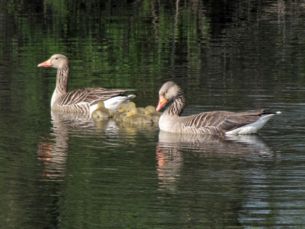 Anser anser
Greylag Goose (Eng) Grauwe Gans (Ned) Graugans (Ger) - Family with goslings
Trefwoorden: Bird;Anseriformes;Anatidae