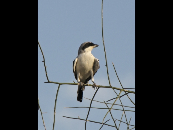 Lanius; L. meridionalis
Southern Grey Shrike (Eng) Iberische Klapekster (Ned) 
Trefwoorden: Bird;Passeriformes;Laniidae
