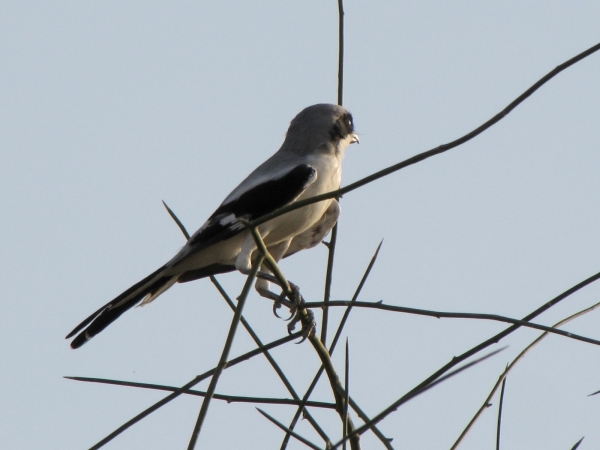 Lanius; L. meridionalis
Southern Grey Shrike (Eng) Iberische Klapekster (Ned) 
Trefwoorden: Bird;Passeriformes;Laniidae