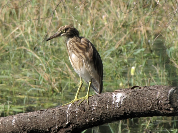 Ardeola grayii
Indian Pond Heron (Eng) Indische Ralreiger (Ned) 
Trefwoorden: Bird;Pelecaniformes;Ardeidae