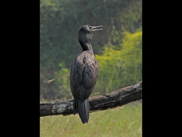 Phalacrocorax fuscicollis
Indian Cormorant (Eng) Indische Aalscholver (Ned)
Trefwoorden: Bird;Suliformes;Phalacrocoracidae