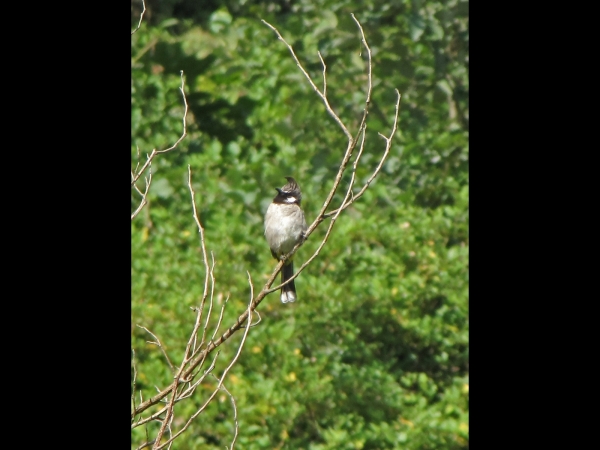 Pycnonotus leucogenys
Himalayan Bulbul (Eng) Witwangbuulbuul (Ned) तार्के जुरेली (Nep) 
Trefwoorden: Bird;Passeriformes;Pycnonotidae