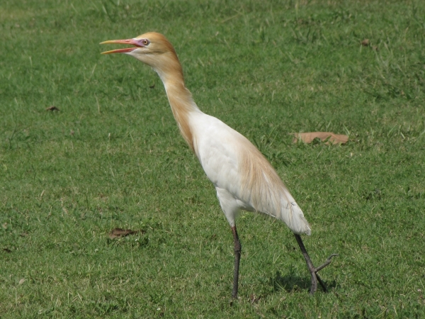 Bubulcus ibis
Cattle Egret (Eng) Koereiger (Ned) - breeding plumage
Trefwoorden: Bird;Pelecaniformes;Ardeidae
