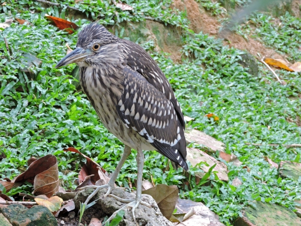 Butorides striatus
Striated Heron (Eng) Mangrovereiger (Ned) Burung Puchong Keladi (Mal) - Probably a juvenile
Trefwoorden: Bird;Pelecaniformes;Ardeidae
