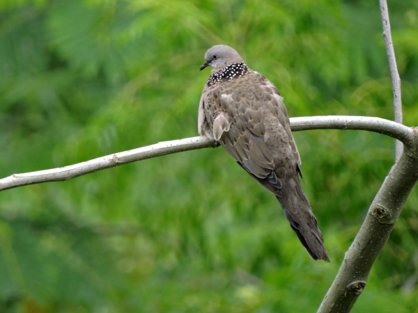 Spilopelia chinensis
Spotted Dove (Eng) Parelhalstortel (Ned)
Trefwoorden: Bird;Columbiformes;Columbidae