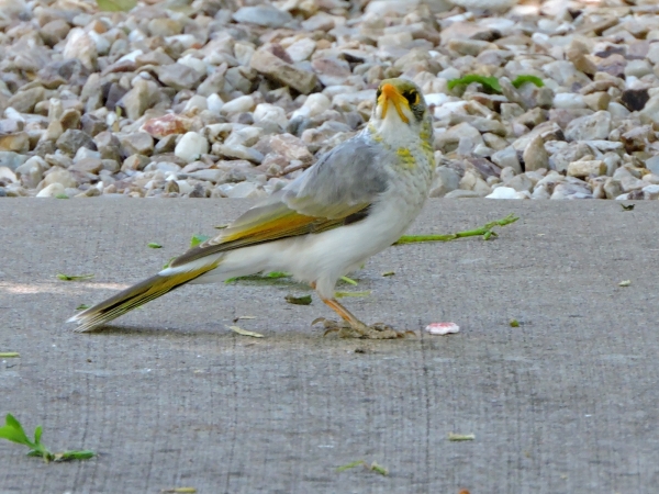 Manorina flavigula
Yellow-throated Miner (Eng) Witstuithoningeter (Ned) 
Trefwoorden: Bird;Passeriformes;Meliphagidae