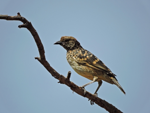 Ptilonorhynchus maculatus
Spotted Bowerbird (Eng) Grijsnekprieelvogel (Ned) 
Trefwoorden: Bird;Passeriformes;Ptilonorhynchidae