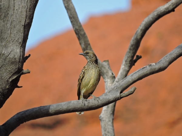 Ptilonorhynchus maculatus
Spotted Bowerbird (Eng) Grijsnekprieelvogel (Ned) 
Trefwoorden: Bird;Passeriformes;Ptilonorhynchidae