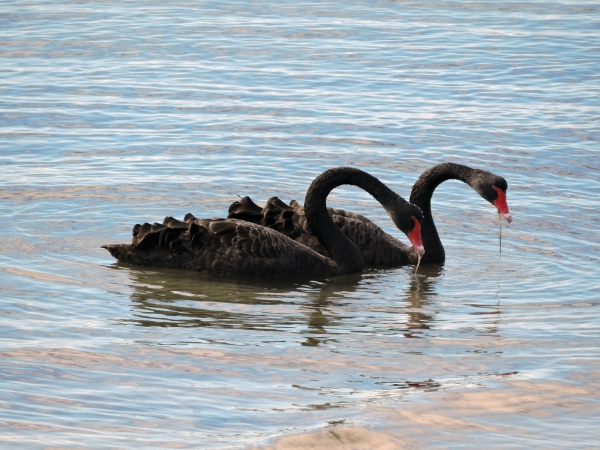 Cygnus atratus
Black Swan (Eng) Zwarte Zwaan (Ned)
Trefwoorden: Bird;Anseriformes;Anatidae
