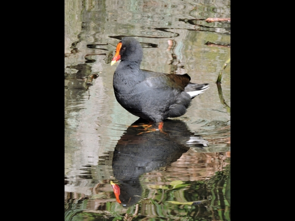 Gallinula tenebrosa
Dusky Moorhen (Eng) Zwart Waterhoen (Ned)
Trefwoorden: Bird;Gruiformes;Rallidae