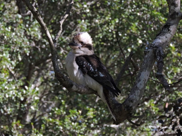 Dacelo novaeguineae
Laughing Kookaburra (Eng) Kookaburra, Lachvogel (Ned)
Trefwoorden: Bird;Coraciiformes;Alcedinidae