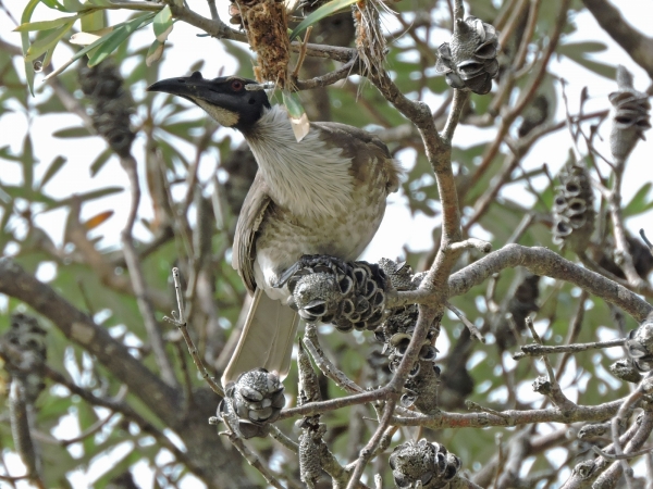 Philemon corniculatus
Noisy Friarbird (Eng) Schreeuwlederkop (Ned)
Trefwoorden: Bird;Passeriformes;Meliphagidae