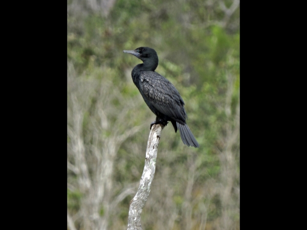 Phalacrocorax sulcirostris
Little Black Cormorant (Eng) Zwarte Aalscholver (Ned)
Trefwoorden: Bird;Suliformes;Phalacrocoracidae