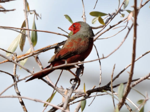 Neochmia phaeton
Crimson Finch (Eng) Zonastrild (Ned) 
Trefwoorden: Bird;Passeriformes;Estrildidae