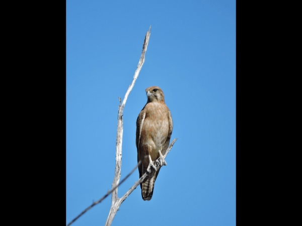 Falco berigora
Brown Falcon (Eng) Grote Bruine Valk (Ned)
Trefwoorden: Bird;Falconiformes;Falconidae