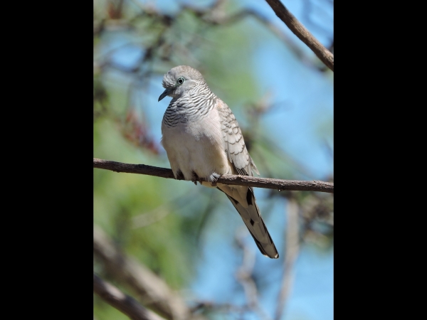 Geopelia placida
Peaceful Dove (Eng) Goulds Zebraduif (Ned)
Trefwoorden: Bird;Columbiformes;Columbidae