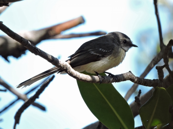 Rhipidura phasiana
Mangrove Fantail (Eng) Mangrovewaaierstaart (Ned)
Trefwoorden: Bird;Passeriformes;Rhipiduridae