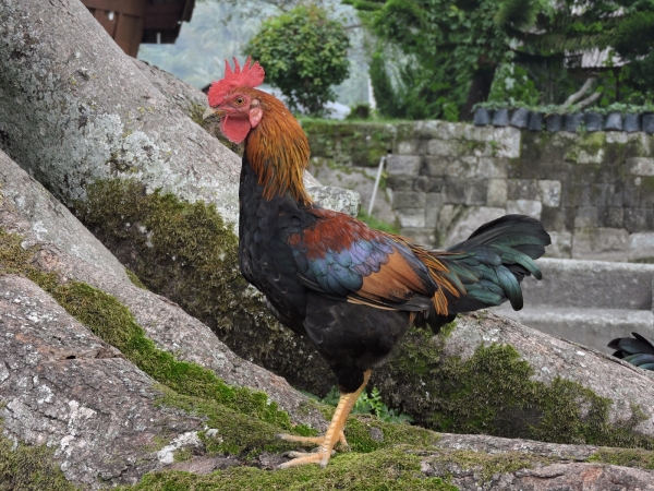 Gallus gallus domesticus
Chicken (Eng) Kip (Ned) Ayam (Mal/Ind)
Trefwoorden: Bird;Galliformes;Phasianidae