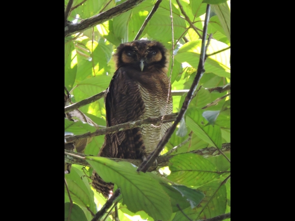 Bubo sumatranus
Barred Eagle-owl (Eng) Maleise Oehoe (Ned) Burung Hantu Bubu (Mal)
Trefwoorden: Bird;Strigiformes;Strigidae
