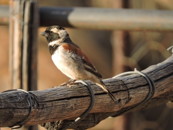 Passer melanurus
Cape Sparrow (Eng) Kaapse Mus (Ned) Gewone Mossie (Afr) - Male
Trefwoorden: Bird;Passeriformes;Passeridae