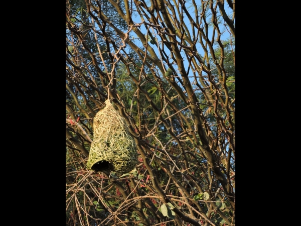 Ploceus velatus
Southern Masked Weaver (Eng) Maskerwever (Ned) Swartkeelgeelvink (Afr) - Nest
Trefwoorden: Nest;Passeriformes;Ploceidae