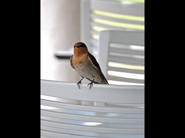 Hirundo neoxena
Welcome Swallow (Eng) Welkomzwaluw (Ned) 
Trefwoorden: Bird;Passeriformes;Hirundinidae