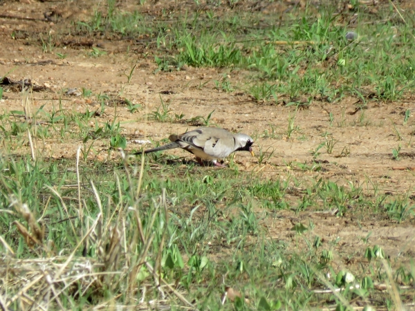 Oena capensis
Namaqua Dove (Eng) Maskerduif (Ned) Namakwaduif (Afr) 
Trefwoorden: Bird;Columbiformes;Columbidae