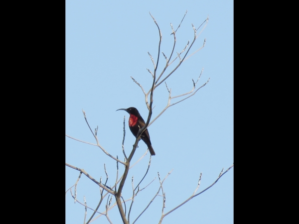 Chalcomitra senegalensis
Scarlet-chested Sunbird (Eng) Roodborsthoningzuiger (Ned) Rooiborssuikerbekkie (Afr) - Male
Trefwoorden: Bird;Passeriformes;Nectariniidae