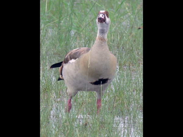 Alopochen aegyptiacus
Egyptian Goose (Eng) Nijlgans (Ned) Kolgans (Afr)
Trefwoorden: Bird;Anseriformes;Anatidae
