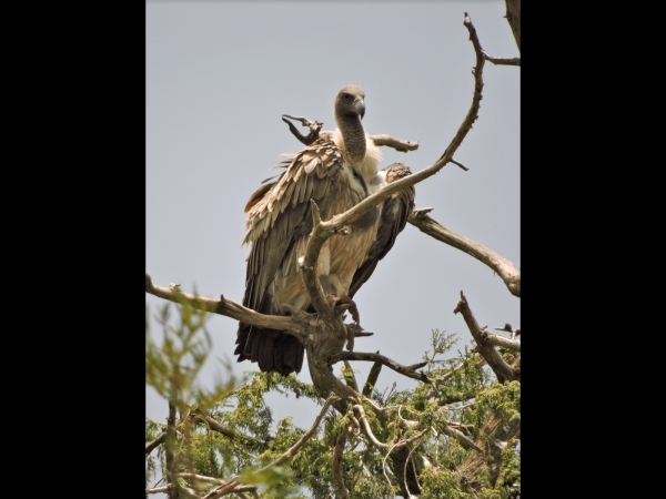 Gyps africanus
White-backed Vulture (Eng) Witruggier (Ned) Witrugaasvoël (Afr) 
Trefwoorden: Bird;Accipitriformes;Accipitridae