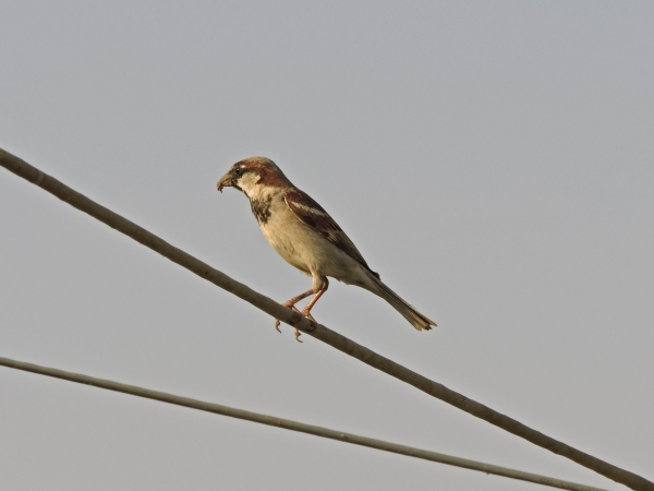 Passer domesticus
House Sparrow (Eng) Huismus (Ned) Huismossie (Afr) - Male
Trefwoorden: Bird;Passeriformes;Passeridae