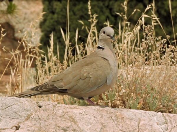 Streptopelia decaocto
Eurasian collared dove (Eng) Turkse Tortel (Ned) Türkentaube (Ger)
Trefwoorden: Bird;Columbiformes;Columbidae