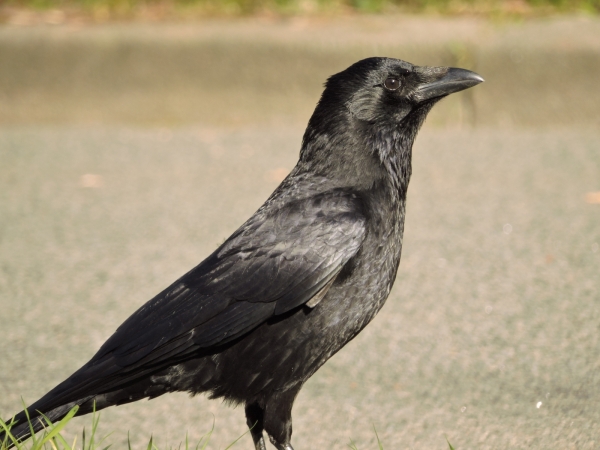 Corvus corone
Carrion Crow (Eng) Aaskrähe (Ger) Zwarte Kraai (Ned)
Trefwoorden: Bird;Passeriformes;Corvidae