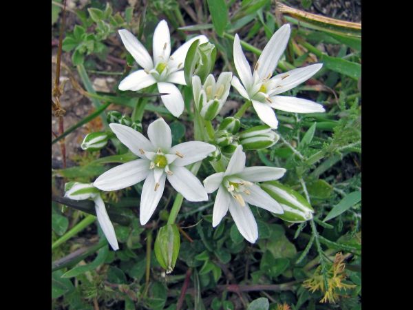 Ornithogalum; O. montanum
Mountain Star of Bethlehem (Eng)
Trefwoorden: Plant;Asparagaceae;Bloem;wit