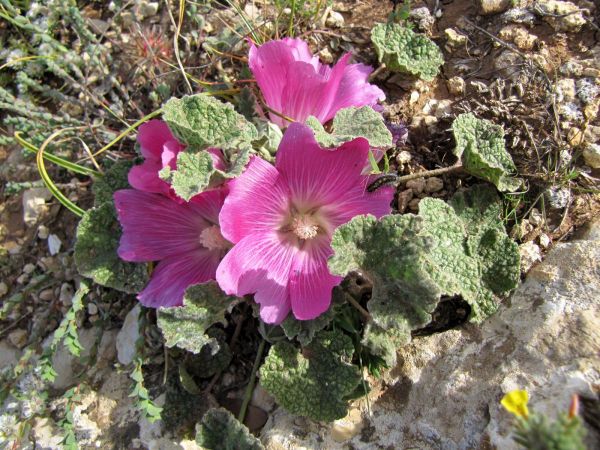 Alcea acaulis
Stemless Hollyhock (Eng)
Trefwoorden: Plant;Malvaceae;Bloem;roze