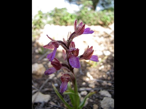 Anacamptis papilionacea
Pink Butterfly Ochid (Eng) Vlinderorchis (Ned) Schmetterlings-Knabenkraut (Ger) סחלב פרפרני (Hbr) سحلب فراشي (Arab)
Trefwoorden: Plant;Orchidaceae;Bloem;roze;purper