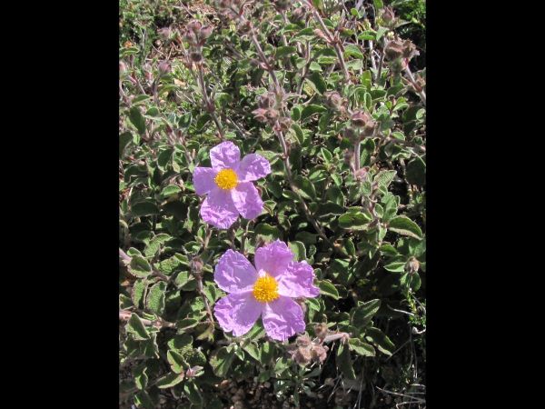 Cistus incanus
Soft-Hairy Rockrose (Eng)
Trefwoorden: Plant;Cistaceae;Bloem;roze