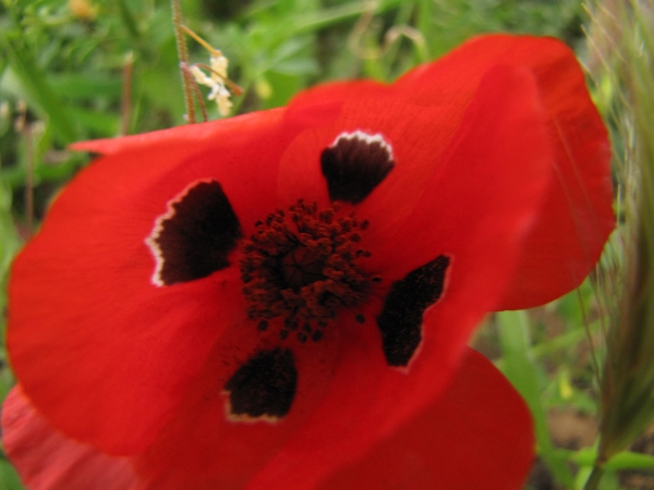 Papaver umbonatum
Bossed Poppy, Corn Poppy (Eng) פָּרָג אַגָּסִי (Hbr) الخشخاش الأبجر (Arab)
Trefwoorden: Plant;Papaveraceae;Bloem;rood