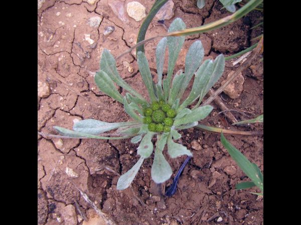 Pallenis hierochuntica
Rose of Jericho (Eng)
Trefwoorden: Plant;Asteraceae