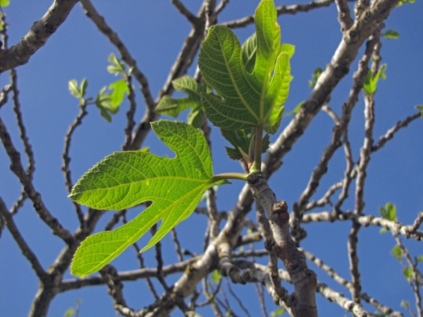 Ficus carica
Fig (Eng) Vijgenboom (Ned) Echte Feige (Ger) بلس , تين عادي (Arab)) פיקוס התאנה (Hbr) Incir (Tr)
Trefwoorden: Plant;Boom;Moraceae