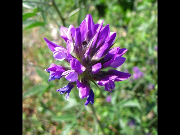 Bituminaria bituminosa
Arabian Pea, Pitch Trefoil (Eng) Pekklaver (Ned) Asfaltotu, Katran Yoncası (Tr) Gewöhnlicher Asphaltklee (Ger)
Trefwoorden: Plant;Fabaceae;Bloem;paars