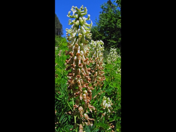 Sophora alopecuroides
Acımeyan (Tr) Schnur-Esparsette (Ger)
Trefwoorden: Plant;Fabaceae;Bloem;wit