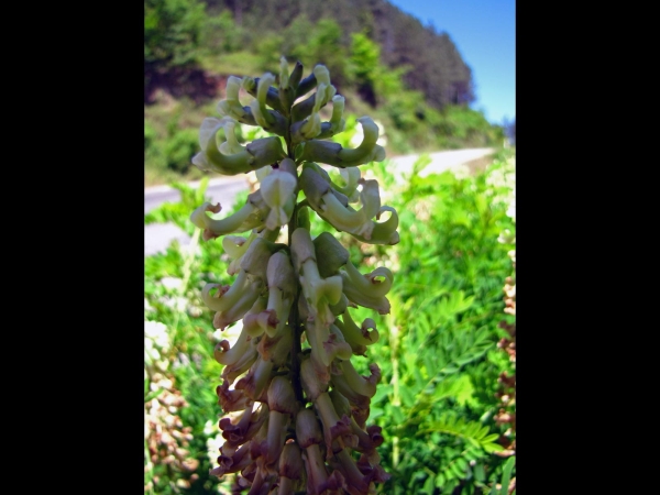 Sophora alopecuroides
Acımeyan (Tr) Schnur-Esparsette (Ger)
Trefwoorden: Plant;Fabaceae;Bloem;wit