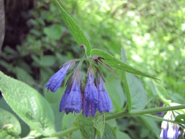 Symphytum; S. asperum
Rough Comfrey, Prickly Comfrey (Eng) Ruwe Smeerwortel (Ned) Kaba kafesotu (Tr) Rauer Beinwell (Ger)
Trefwoorden: Plant;Boraginaceae;Bloem;blauw