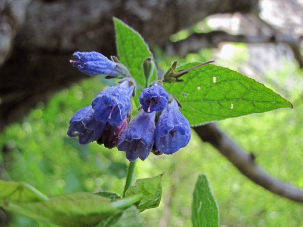 Symphytum; S. asperum
Rough Comfrey, Prickly Comfrey (Eng) Ruwe Smeerwortel (Ned) Kaba kafesotu (Tr) Rauer Beinwell (Ger)
Trefwoorden: Plant;Boraginaceae;Bloem;blauw