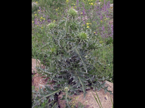 Carduus; C. nutans
Musk Thistle (Eng) Knikkende Distel (Ned) Nickende Distel (Ger)
Trefwoorden: Plant;Asteraceae;Bloem;paars